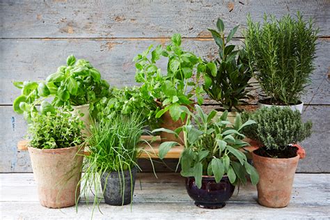 The ultimate guide to growing herbs - Jamie Oliver | Features