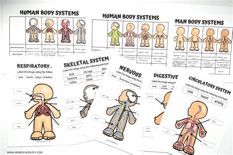 Human Body Scavenger Hunt Answer Key Pdf - Infoupdate.org