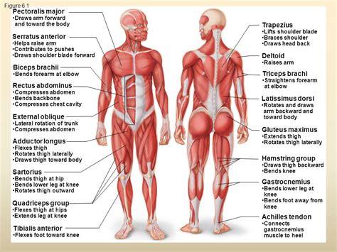 THE MUSCULAR SYSTEM. - ppt video online download