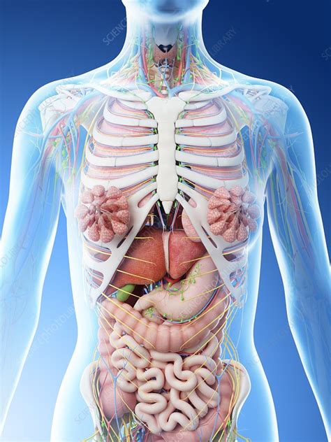Body Organs Diagram Female Body Parts: Parts Of The Body In