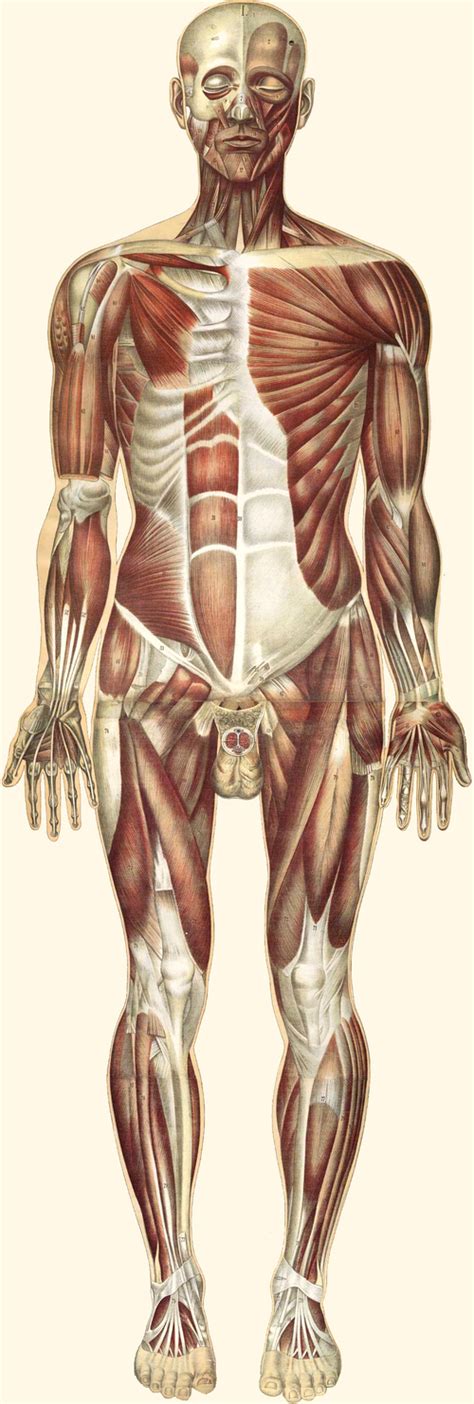 Muscle - Simple English Wikipedia, the free encyclopedia