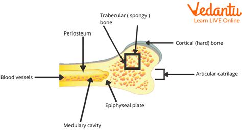 Human Skeletal System: Definition, Structure & Functions Explained