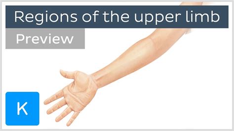 Regions of the upper limb (preview) - Human Anatomy | Kenhub - YouTube