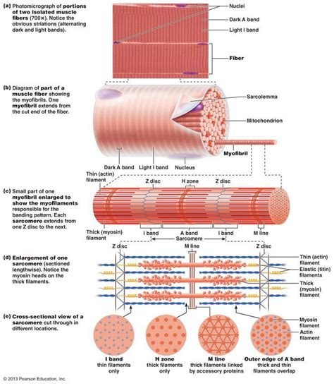 63 best Histology - Muscle images on Pinterest | Muscle tissue ...