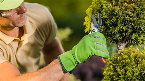 Pruning vs Trimming: Tips to Enhance Your Landscape
