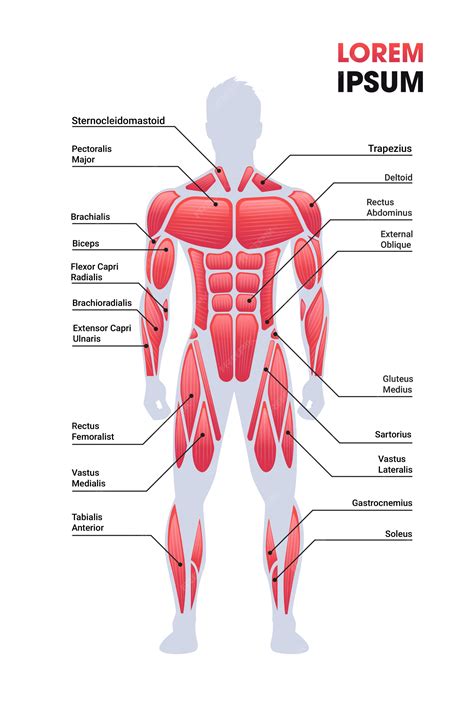Sistema Muscular Mapa Mental - BRUNIV