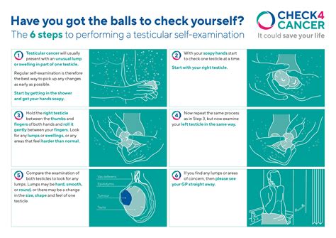 Testicular Exam