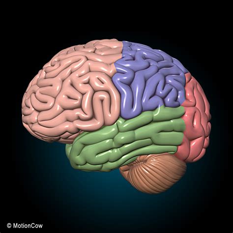3D FBX human brain anatomy