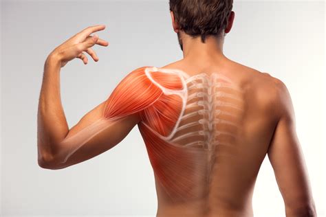 What should you know about your shoulders training?