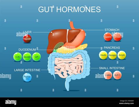 Gut anatomy Stock Vector Images - Alamy