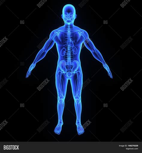 Human Body Entire Image &amp; Photo (Free Trial) | Bigstock