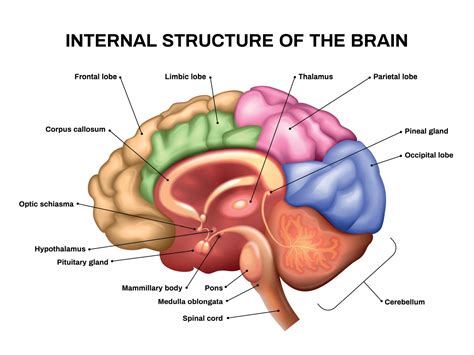 Realistic Brain Anatomy 8137276 Vector Art at Vecteezy
