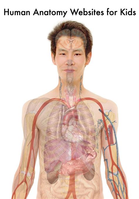 10 Terrific Human Body and Anatomy Websites for Kids | hubpages