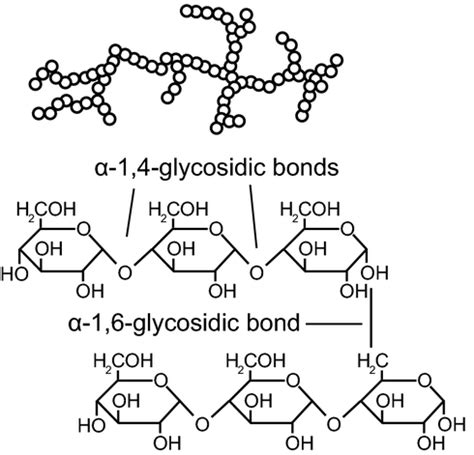 Chemical structure of amylopectin (a) and amylose (b) from the corn ...