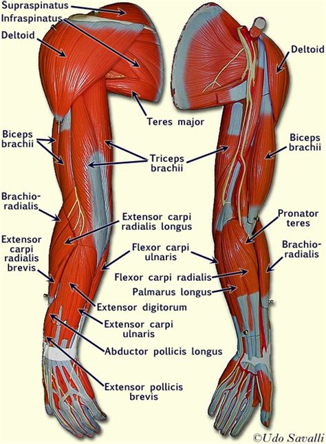labeled muscles of lower leg - Yahoo Search Results | Body anatomy ...