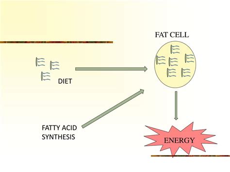 PPT - Fatty Acid Synthesis PowerPoint Presentation, free download - ID:3831752