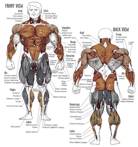 Muscle Strengthening: Muscle Workout Groups
