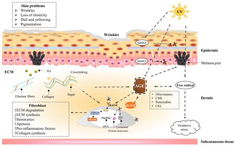 Research Advances on the Damage Mechanism of Skin Glycation and Related Inhibitors