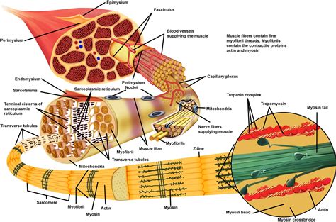 Sliding Filament Theory