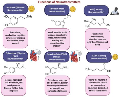 Neurotransmitters And Their Functions Chart