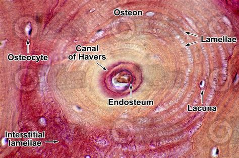 Compact Bone Histology Labeled