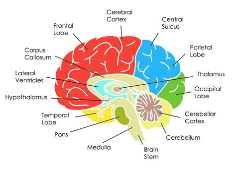 Structure Of The Brain Diagram - Brain Functions brain map and functions