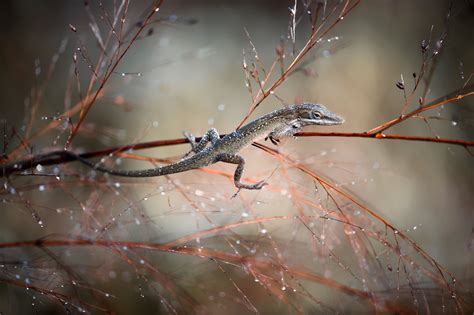 Everything You Need to Know About Macro Photography - Introduction ...