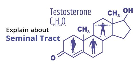 What Is Testosterone? & Why it is Done | Birla Fertility & IVF