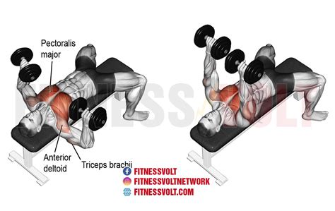 Dumbbell Overhead Press Muscles Worked