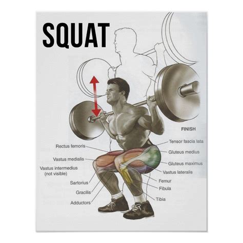 a man doing squats with the words squat on it and an arrow pointing to his chest