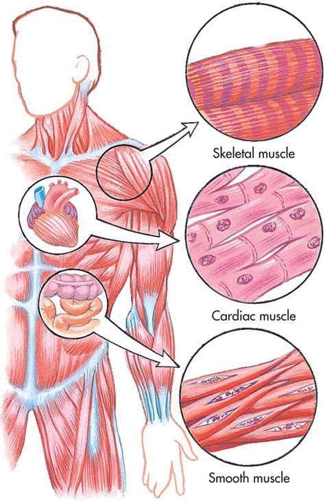 Ciencias 4to grado: Human Body- Tissues | Muscle tissue, Types of ...