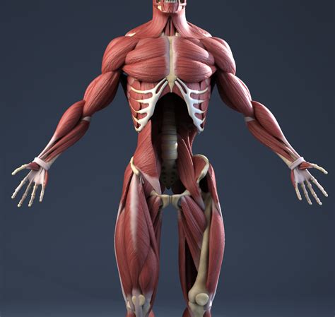 Male Anatomy(muscles,skeleton) 3D Model