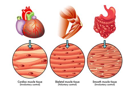 Cardiac Muscle Structure