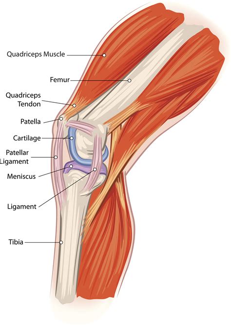 Kneecap Anatomy