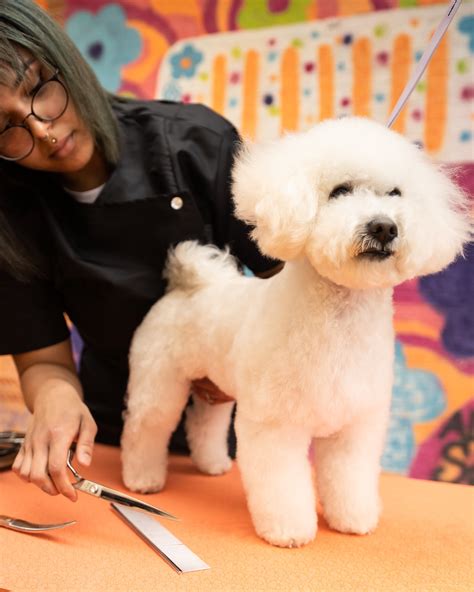Our Story | Discover Stress-Free Grooming Today — The Groomery