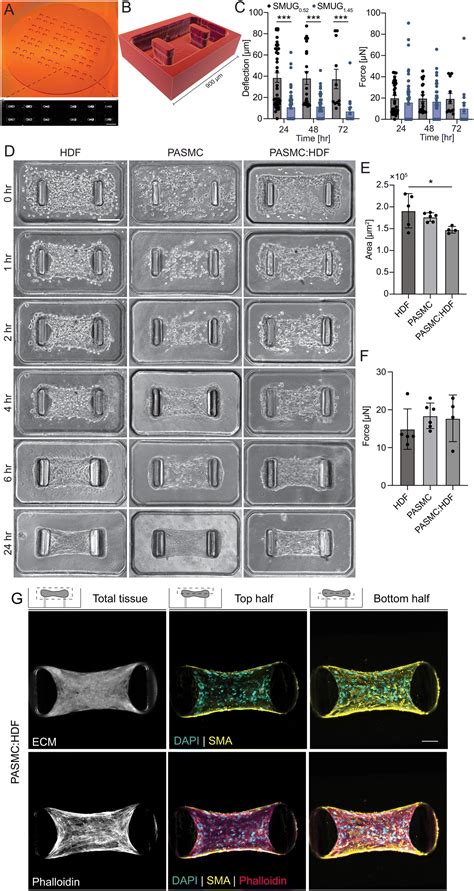 Endothelial-smooth muscle microgauges for modeling pulmonary arterial ...