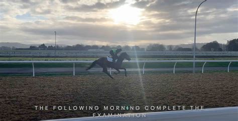 Pre Purchase Exams – eponabiotec