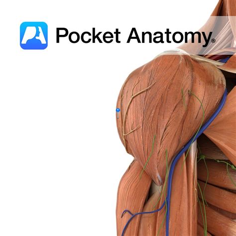 Deltoid (posterior head) - Pocket Anatomy