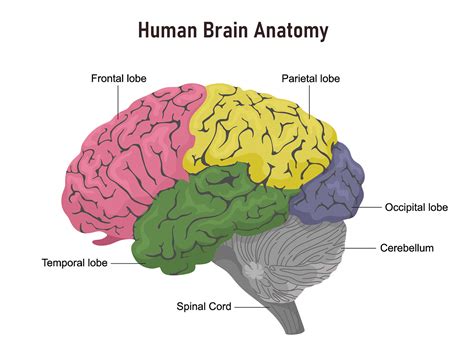 Brain Anatomy and How the Brain Works | Johns Hopkins Medicine