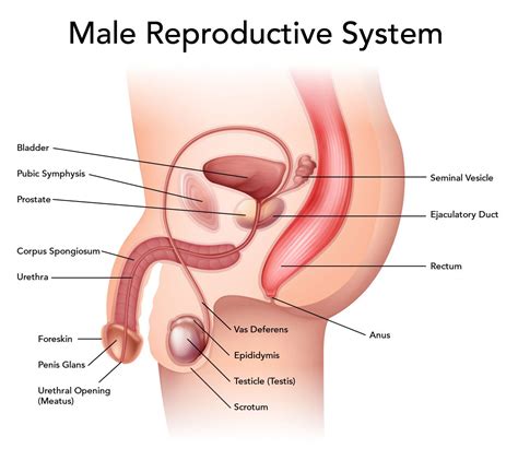 Male Reproductive Organs: Functions, Problems, And Treatment