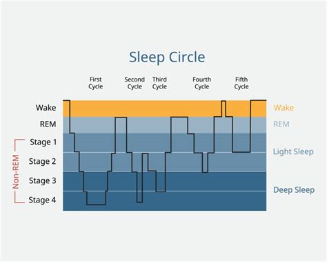 Rem Sleep Cycle Chart at Inez Bennett blog