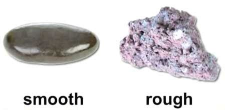 The human body | Science lessons for grade 1