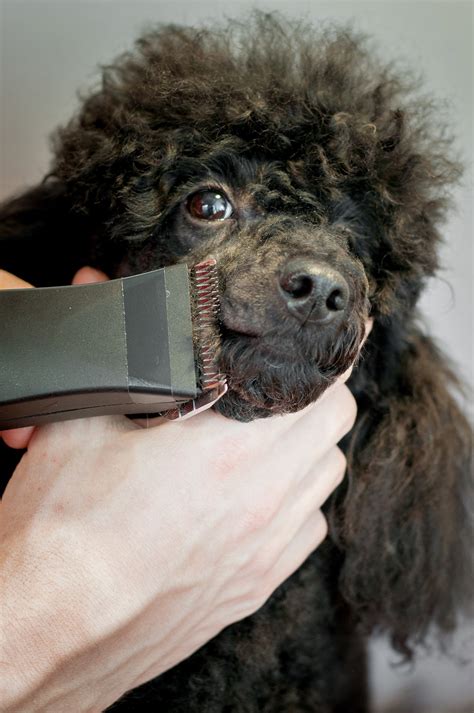 Poodle Grooming - A Complete Guide To How To Groom A Poodle