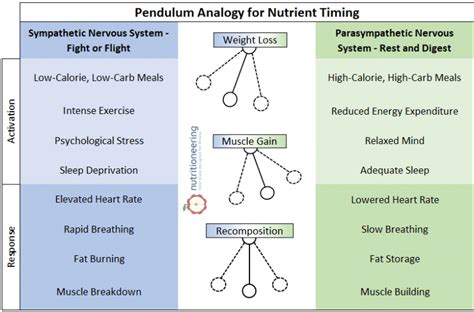 What nutrient timing strategy optimizes male energy, focus, and recovery for peak performance?