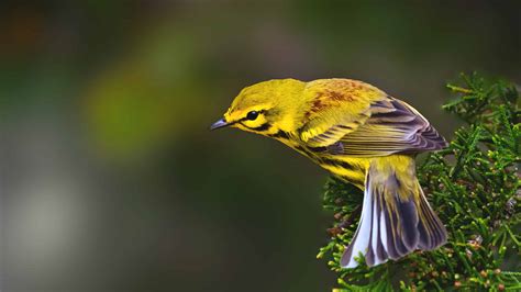 Vitreo Yellow Bird