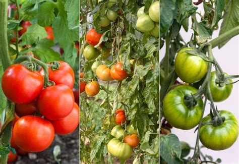 Indeterminate Tomato Plant Varieties Tomatoes