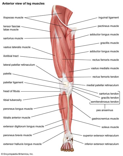 Human muscle system - Shoulder Muscles, Joints, Movements | Britannica