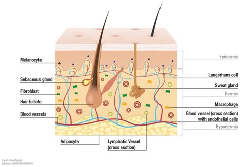 Structural details of human skin. The skin is composed of three ...