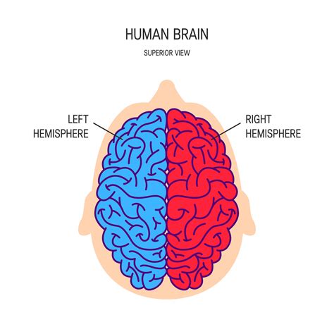 What Are The 13 Parts Of The Brain at Katie Jenkins blog