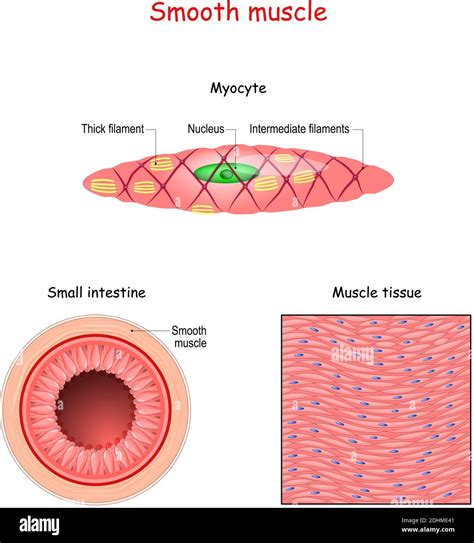 Smooth muscle hi-res stock photography and images - Alamy
